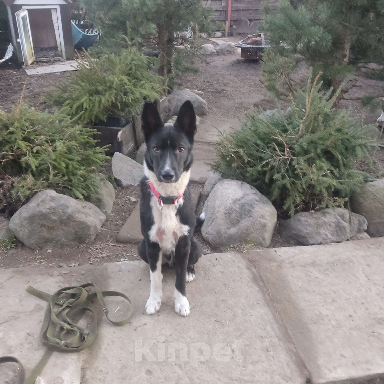 Собаки в Санкт-Петербурге: В добрые руки Мальчик, Бесплатно - фото 2