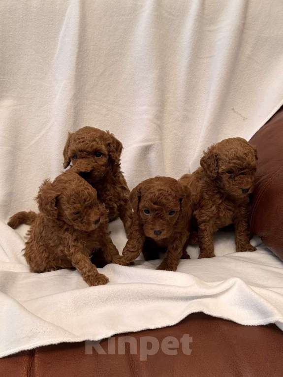 Собаки в Екатеринбурге: Той пуделята ред браун обоих полов Разнополые, 55 000 руб. - фото 1