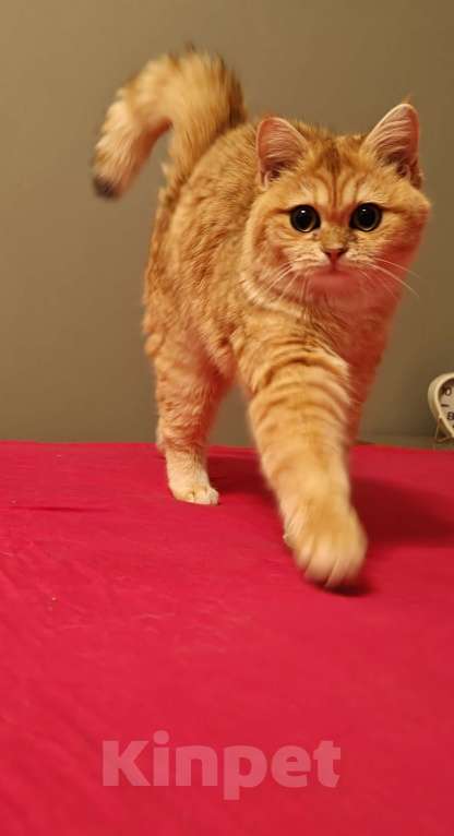 Кошки в Москве: Шотландская золотая шиншилла Девочка, 35 000 руб. - фото 4