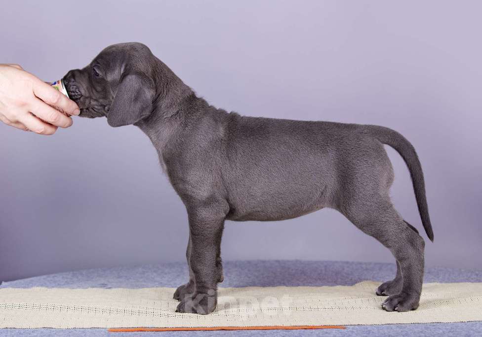 Собаки в Нижнем Новгороде: Немецкий Дог Чемпион Моего Сердца (Оранжевая лента) Девочка, 100 000 руб. - фото 3