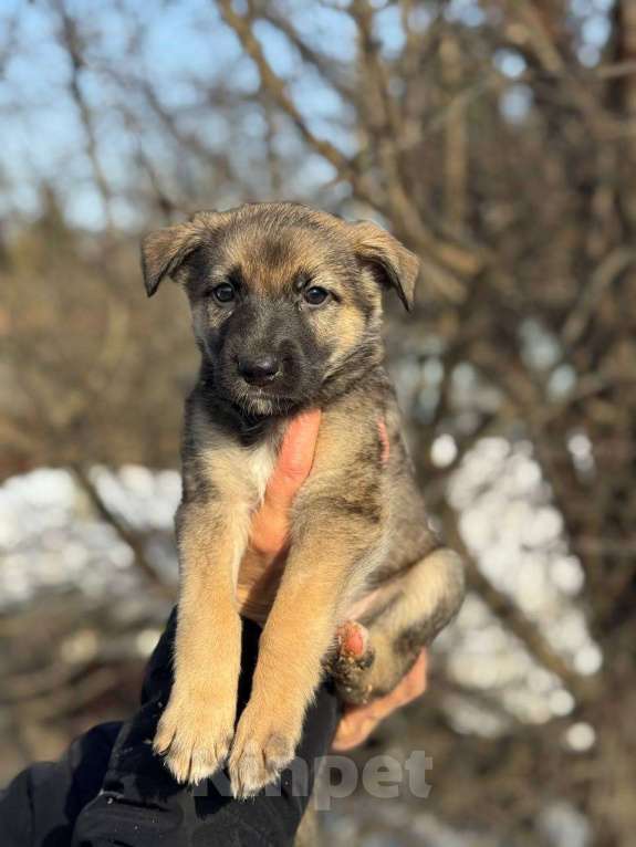 Собаки в Королеве: Щенки метисы овчарки Девочка, Бесплатно - фото 7