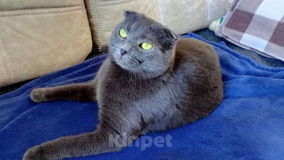 Кошки в Королеве: графиня Лопухина ищет дом Девочка, Бесплатно - фото 3