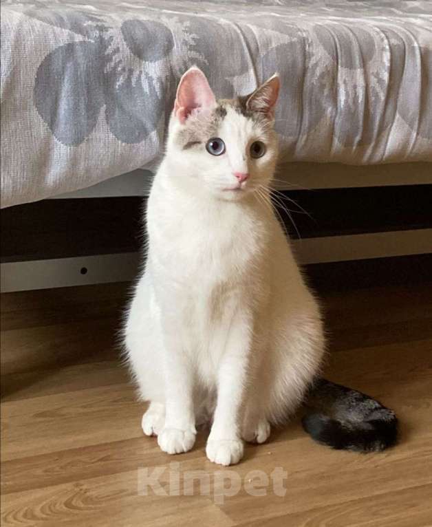 Кошки в Москве: Одри 3г в добрые руки Девочка, Бесплатно - фото 2