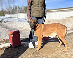 Собаки в Москве: Бельгийская овчарка. Малинуа.  Мальчик, Бесплатно - фото 4