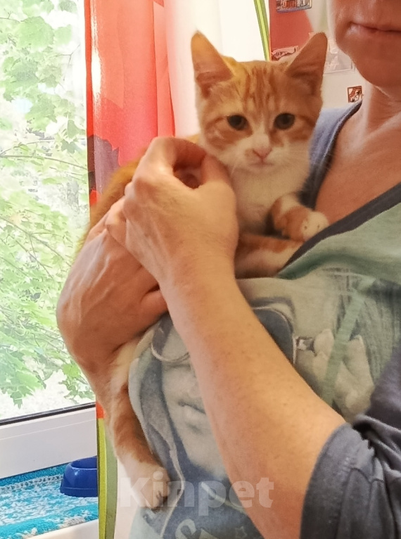 Кошки в Калуге: Котенок в добрые руки Девочка, Бесплатно - фото 1