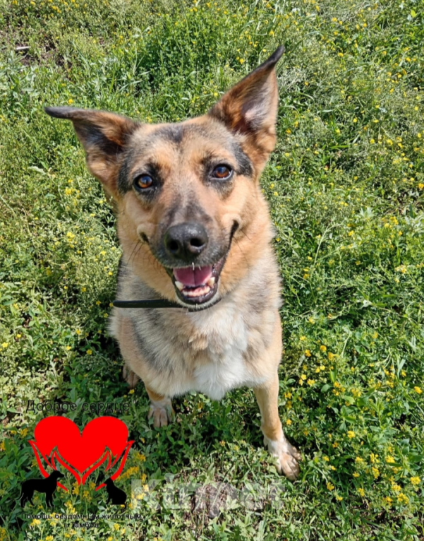 Собаки в Тамбове: Милана Девочка, Бесплатно - фото 3