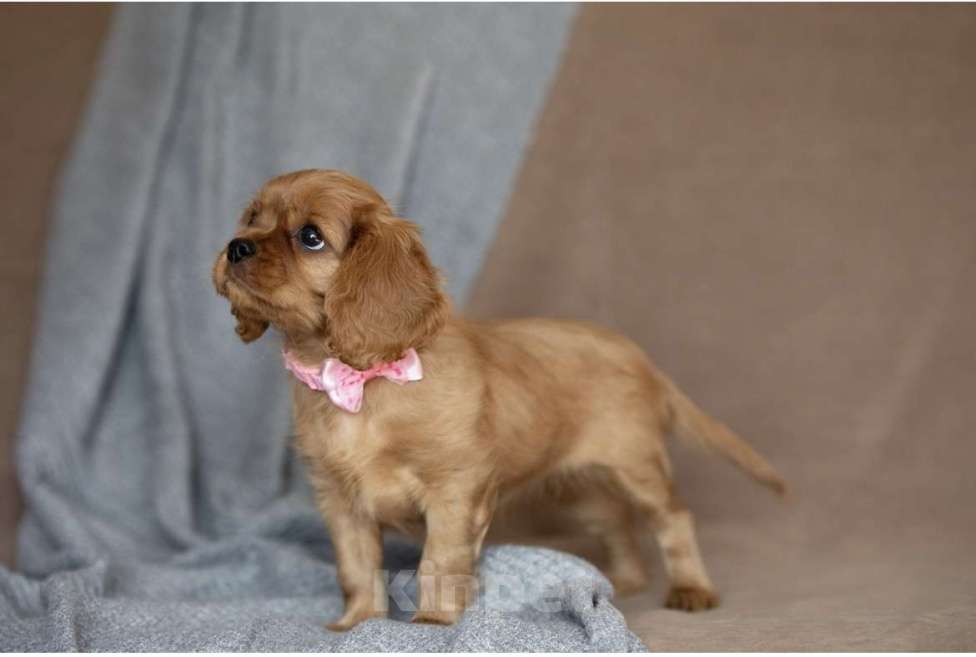 Собаки в Тарусе: Девочка Кавалер Кинг Чарльз спаниель Девочка, 110 000 руб. - фото 2