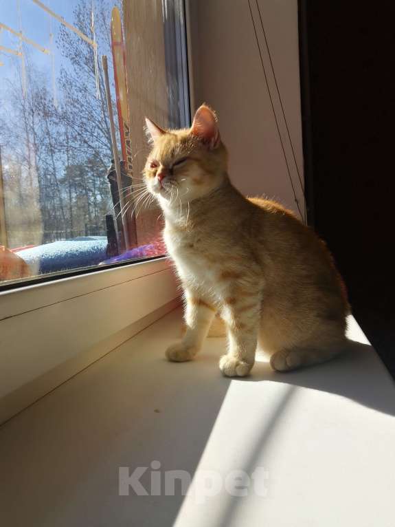 Кошки в Москве: Британские котята  Девочка, 10 000 руб. - фото 2