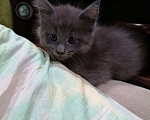 Кошки в Ветлуге: Котята Мейн-кун, 7 000 руб. - фото 1