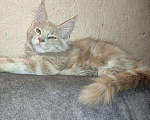 Кошки в Ленинске: Мейн Кун котята, 15 000 руб. - фото 5