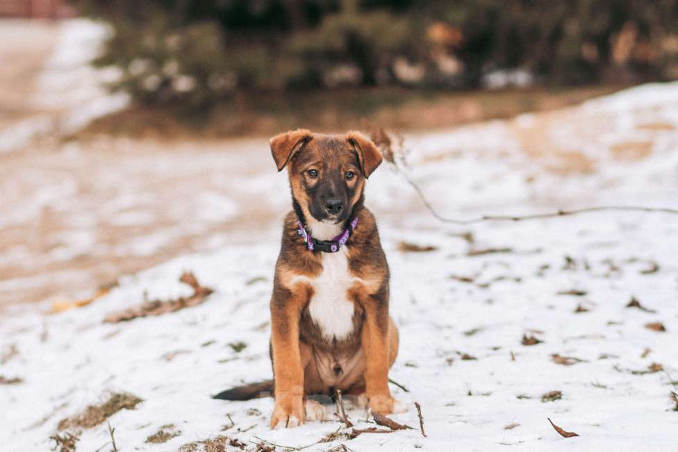 Собаки в Красногорске: Бруно, 3 месяца в добрые руки  Мальчик, Бесплатно - фото 8