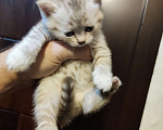 Кошки в Москве: Продаётся шотландский котёнок, скоттиш страйт, окрас бежевый тигровый, девочка. Девочка, 8 000 руб. - фото 3