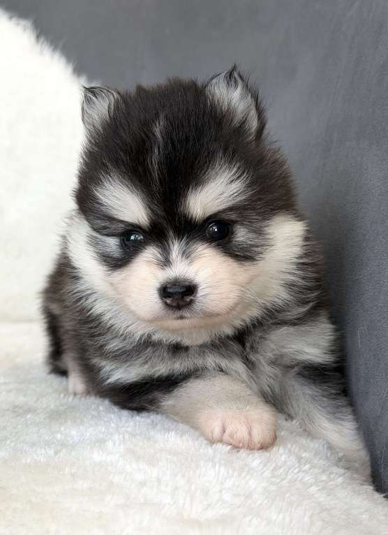 Собаки в Санкт-Петербурге: Девочка помски Девочка, 70 000 руб. - фото 7