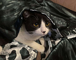 Кошки в Москве: Кот диего Мальчик, Бесплатно - фото 3