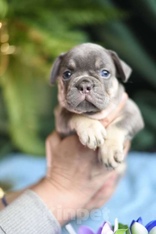 Собаки в Москве: щенки французского бульдога Девочка, 80 000 руб. - фото 7