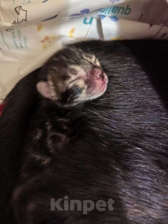 Кошки в Ивантеевке: Бенгальские котята. Серебро, угольное серебро Девочка, Бесплатно - фото 3