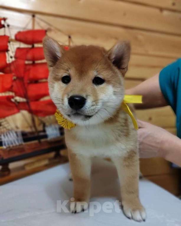 Собаки в Ореховом-Зуево: Сиба ину щенки три девочки  Девочка, 70 000 руб. - фото 3