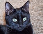 Кошки в Липецке: Чёрная как тень - Эшли) Девочка, Бесплатно - фото 5