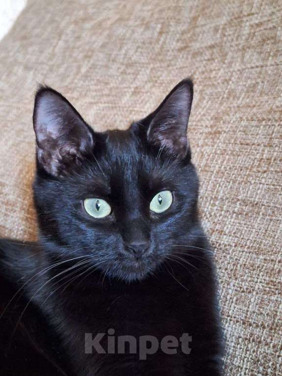 Кошки в Липецке: Чёрная как тень - Эшли) Девочка, Бесплатно - фото 5