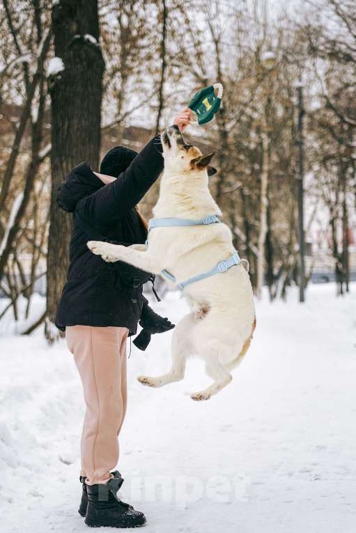 Собаки в Москве: Солнечный Санни ищет дом Мальчик, Бесплатно - фото 8