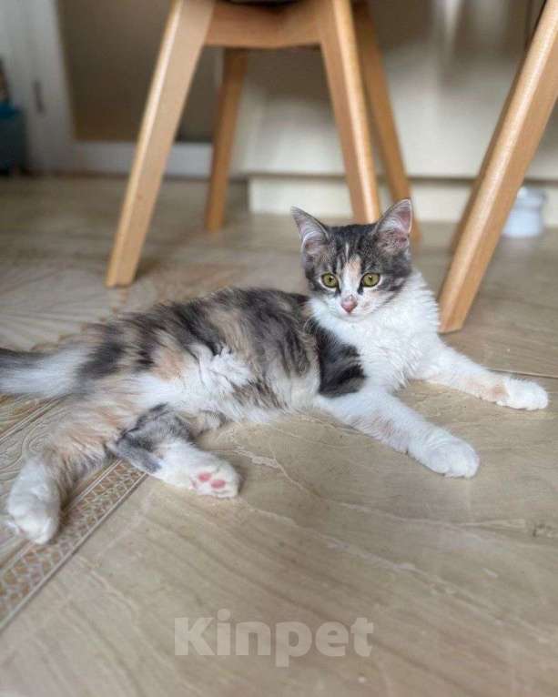 Кошки в Москве: Нонну вернули хозяева 💔 Девочка, Бесплатно - фото 3