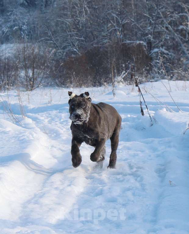 Собаки в Москве: Кане корсо девочки Девочка, 80 000 руб. - фото 5