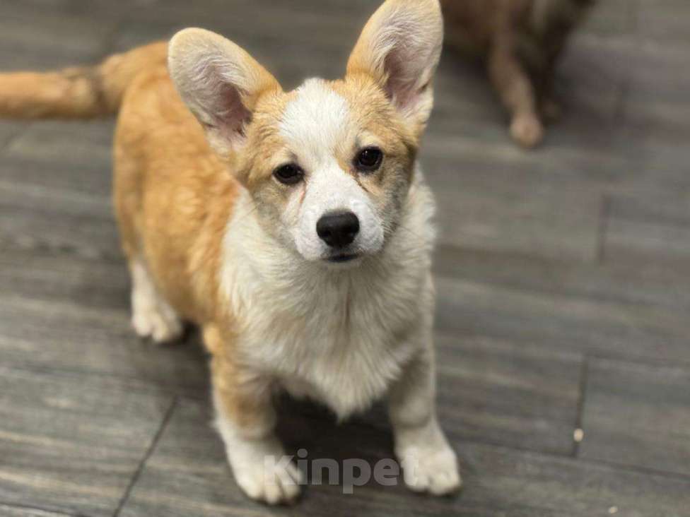 Собаки в Балашихе: Красивая девочка Вельш корги Пемброк Девочка, 50 000 руб. - фото 2
