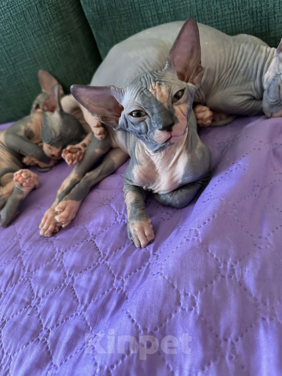 Кошки в Москве: Девочка канадского сфинкса  Девочка, 45 000 руб. - фото 9