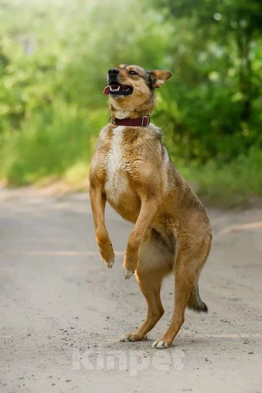Собаки в Ярославле: Лиза ждет Вас в приюте! Девочка, Бесплатно - фото 4