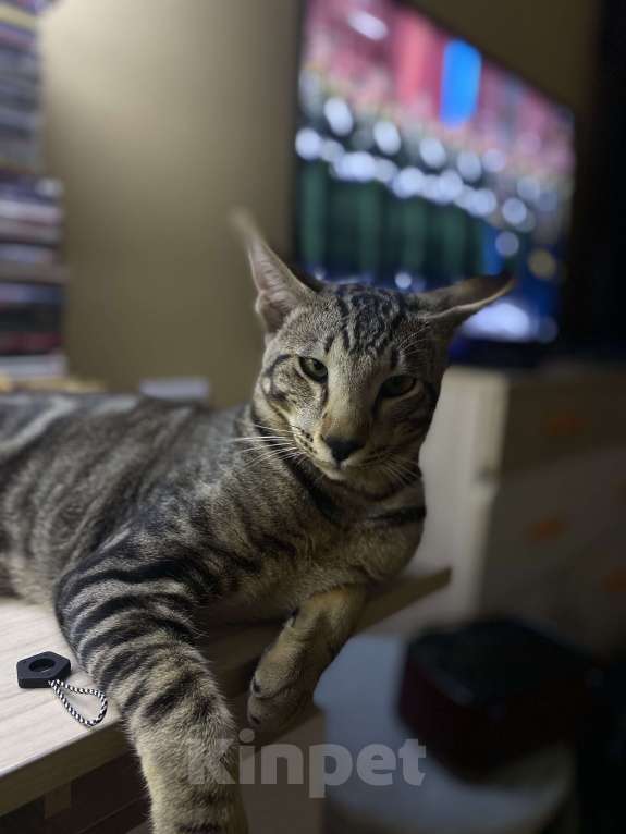 Кошки в Тюмени: Отдам в добрые руки двух ориентальных кошек, один мальчик и девочка они пара Мальчик, Бесплатно - фото 5