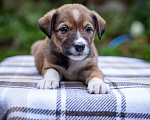 Собаки в Солнечногорске: Щенок в дар Мальчик, Бесплатно - фото 5