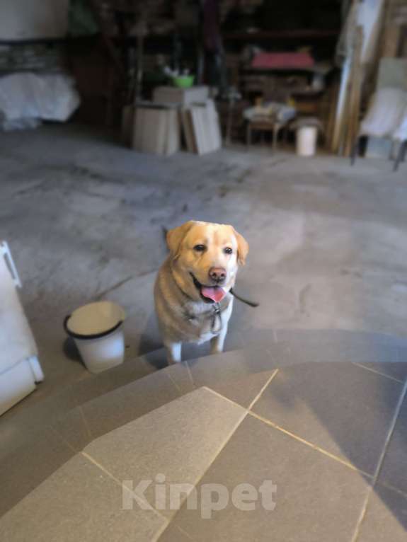 Собаки в Волгограде: Найден лабрадор Мальчик, Бесплатно - фото 2