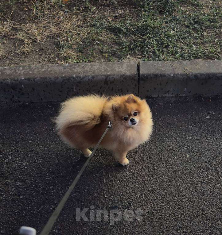 Собаки в Ростове-на-Дону: Пропала собака! Мальчик, 20 000 руб. - фото 2