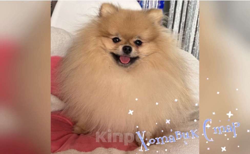 Собаки в Москве: Померанский мальчик Мальчик, Бесплатно - фото 2
