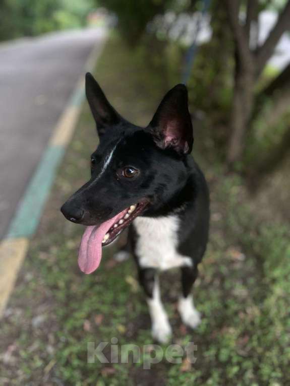 Собаки в Москве: Пес Малыш в дар на радость и счастье!)) Мальчик, Бесплатно - фото 7