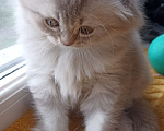 Кошки в Калуге: Шотландские котята Мальчик, 45 000 руб. - фото 5