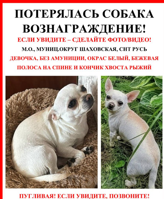 Собаки в других городах Московской области: ПРОПАЛА СОБАКА ЧИХУАХУА Девочка, 30 000 руб. - фото 1