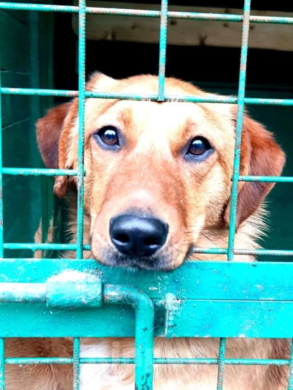 Собаки в Москве: Хомяк Мальчик, Бесплатно - фото 1