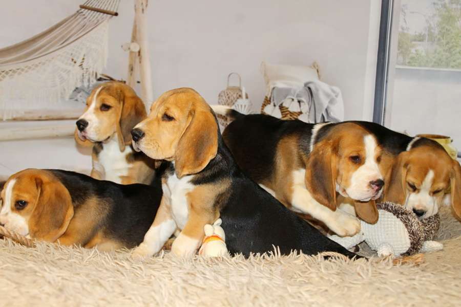 Собаки в Москве: девочка бигля Девочка, 50 000 руб. - фото 6