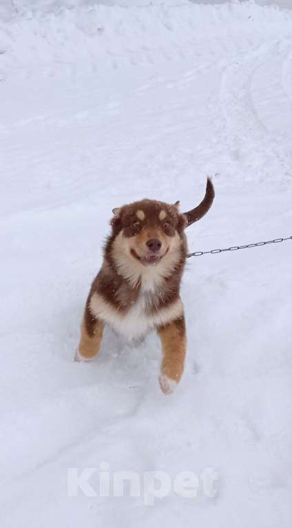 Собаки в Можайске: Шоколадный коротколапый щенок Девочка, Бесплатно - фото 2