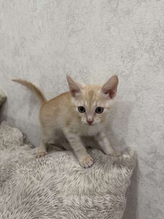 Кошки в Тамбове: Рыжий  Мальчик, Бесплатно - фото 4