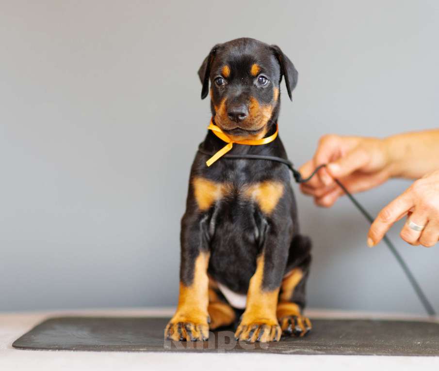 Собаки в Москве: Щенки добермана Девочка, 110 000 руб. - фото 9