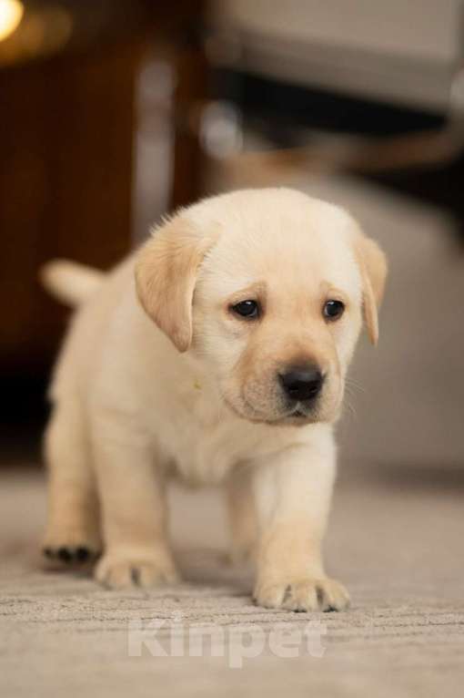 Собаки в Санкт-Петербурге: IRISLAV COME TRUE Мальчик, 140 000 руб. - фото 5