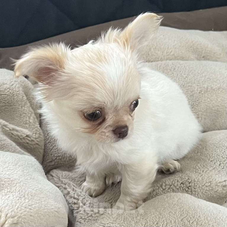 Собаки в Санкт-Петербурге: Щенок чихуахуа, сука Девочка, 50 000 руб. - фото 6