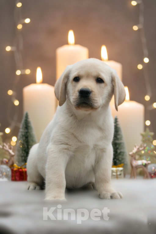 Собаки в Москве: Щенки Лабрадора  Мальчик, 55 000 руб. - фото 3