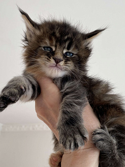 Девочка мейн- кун