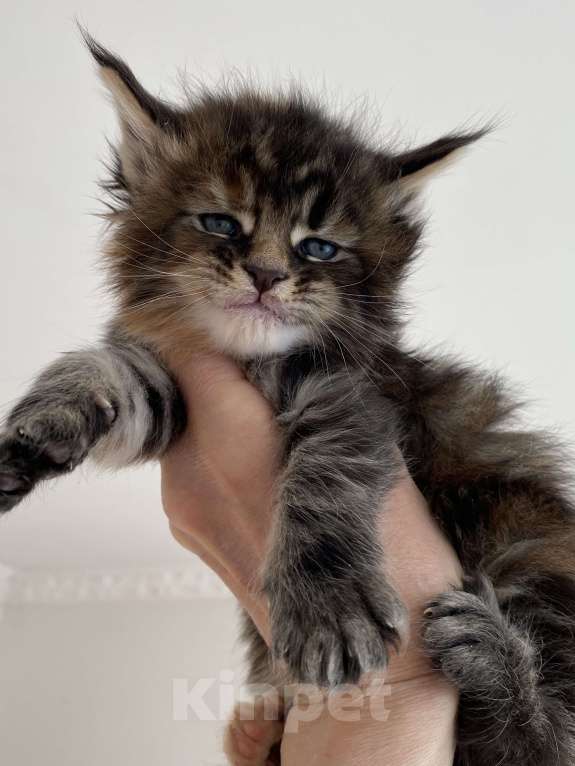 Кошки в Санкт-Петербурге: Девочка мейн- кун Девочка, 45 000 руб. - фото 1