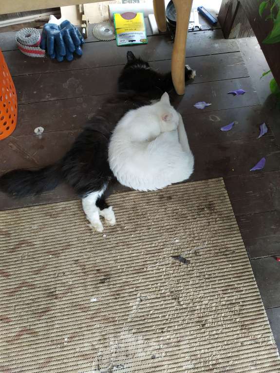 Кошки в Дмитрове: Кошечки стерилизованные  Девочка, Бесплатно - фото 5