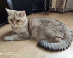 Кошки в Москве: Британский кот вязка Мальчик, 1 руб. - фото 4