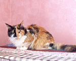 Кошки в Москве: Котята Мейн Кун, 2 000 руб. - фото 6